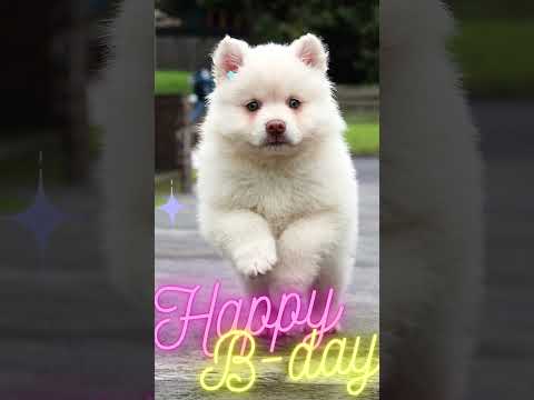 Twinkle Happy Birthday Dog #shortvideo #shorts #youtubeshorts #youtubeshortsvideos #animals #dog