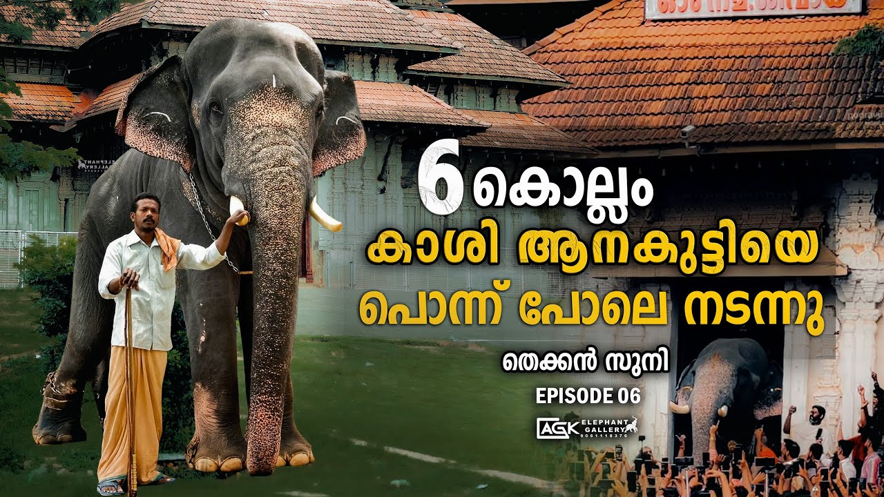 6  കൊല്ലം കാശി ആനകുട്ടിയെ പൊന്ന് പോലെ കൊണ്ട് നടന്നു | തെക്കൻ സുനി | EPISODE 06