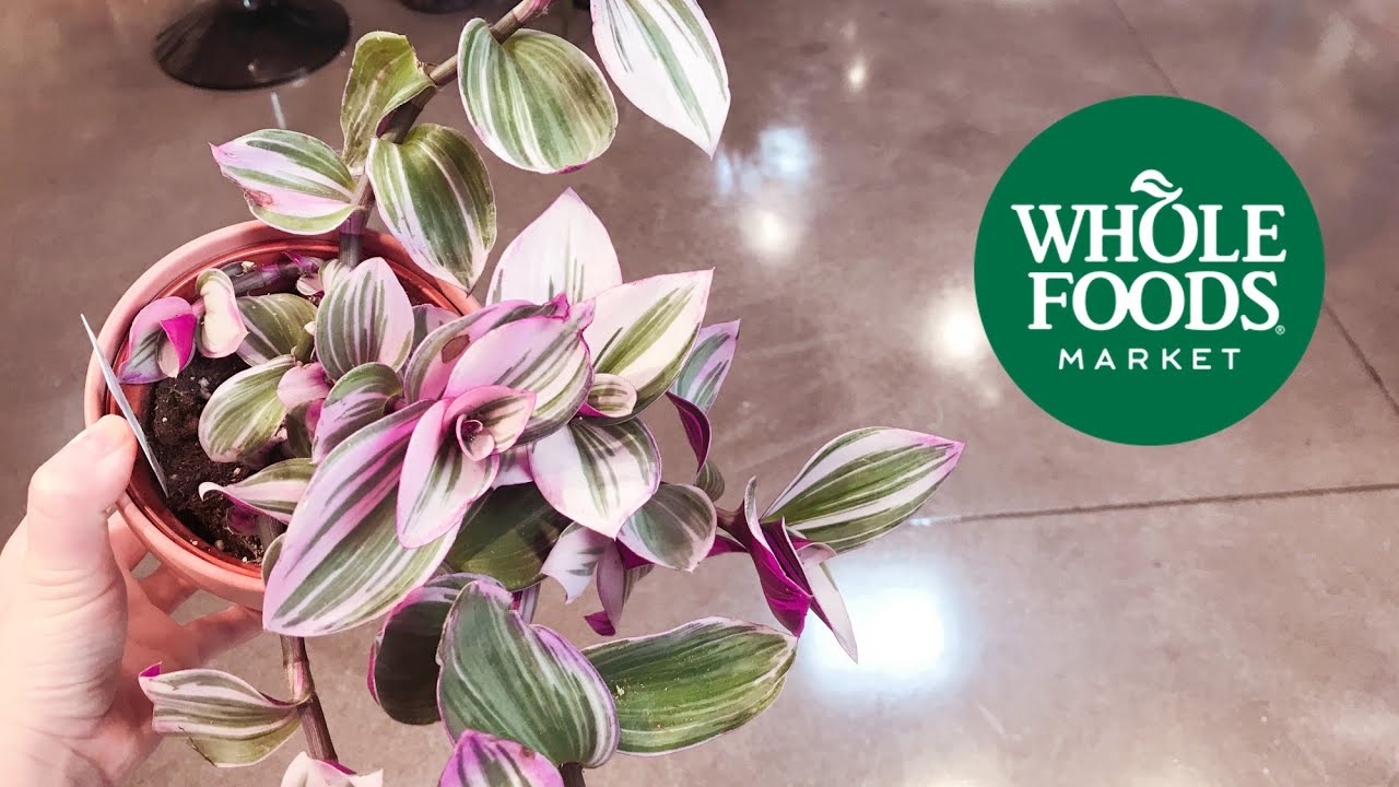 MIND BLOWING: Whole Foods Now Carries Tradescantia Nanouk, Variegated  Rubber Plant, And More!