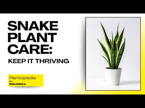 How to Buy, Set Up, and Grow Snake Plants (Step-by-Step)