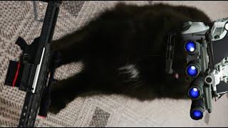 Grand Theft Cat 5 Online | Norwegian Forest Cat plays around a Shoe Carton