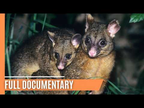 Possums and Predators of the Australian Wilderness Full Documentary
