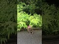 Japanese Lady Monkey Vocalising!