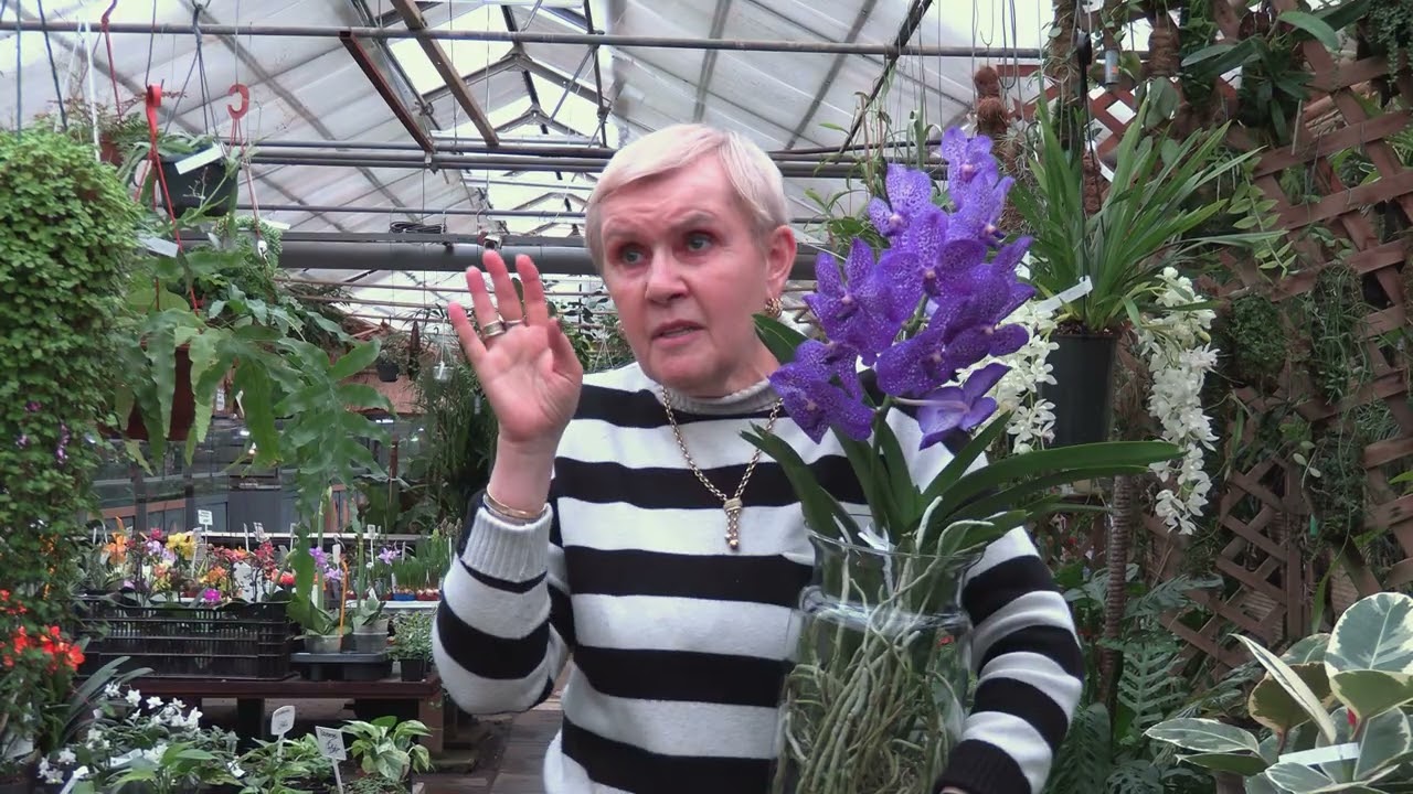 Орхидея ванда.