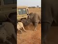 LEOPARD ATTACK! MOM RHINO IN RAGE! #गैंडेकी_क्रोध #जंगलीजीवसंघर्ष #जीप_हमला #सवाना_अराजकता