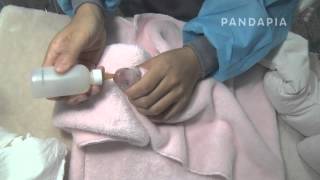 pandapia 20140726-154200-太陽產房-毛毛產崽-飼養員給毛毛小仔餵奶