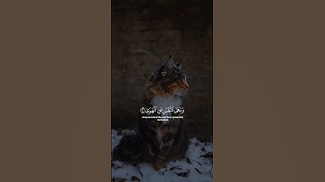 قرآن الکریم #تلاوة_خاشعة #راحة_نفسية #اكسبلور