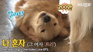 Retriever Dog Can't Take Her Hearty Eyes Off Her Love