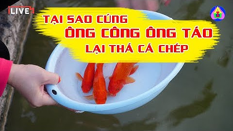 Tại Sao Cúng Ông Công Ông Táo Lại Thả Cá Chép?