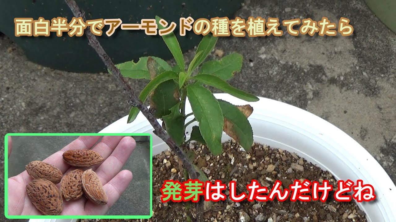 家庭菜園 果樹小ネタシリーズ 面白半分でアーモンドの種を植えてみたら発芽したけど Youtube 家庭菜園 果樹小ネタシリーズ 面白半分でアーモンドの種を植えてみたら発芽したけど Youtube