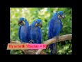 Top 10 beautiful birds in the world 2019