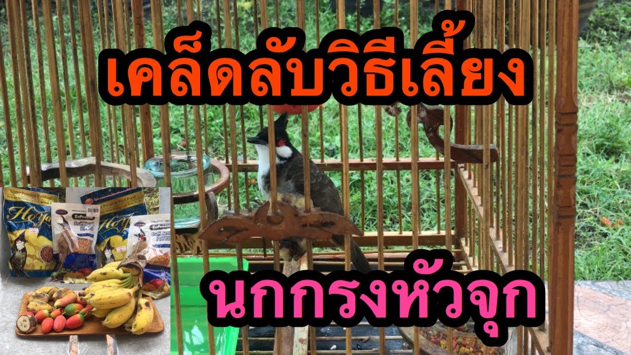 นกกรงหัวจุก (เคล็ดลับวิธีเลี้ยงนกกรงหัวจุก) ให้เสียงดี | นกแข็งแรง | รับรองนกคึกแน่นอน  Ep.8 | เนื้อหาที่เกี่ยวข้องอาหาร นก กรง หัว จุก ยี่ห้อ ไหน ดีที่มีรายละเอียดมากที่สุดทั้งหมด