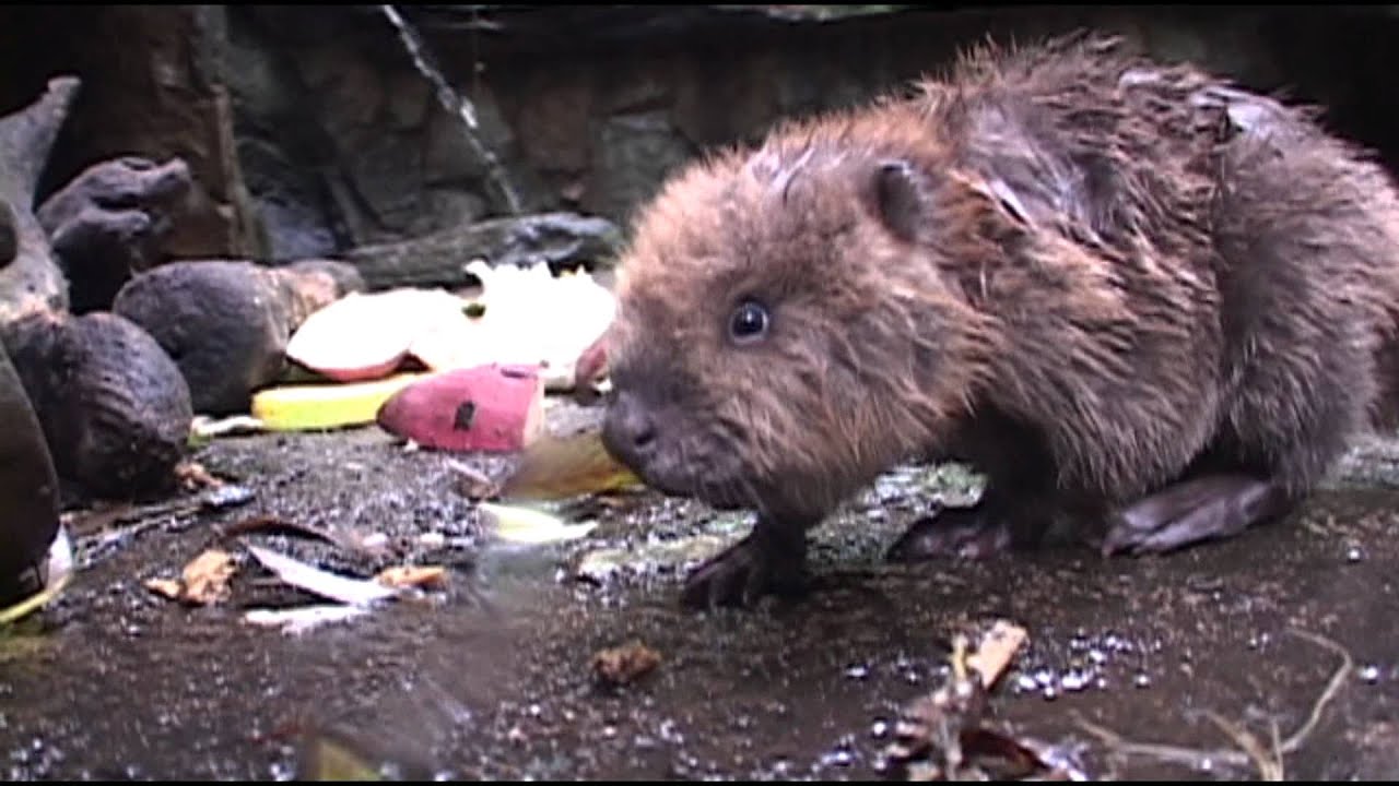 モフモフ アメリカビーバーの赤ちゃん Beaver Babies Youtube