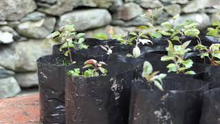 RSPB Haweswater tree nursery (in 60 seconds!)