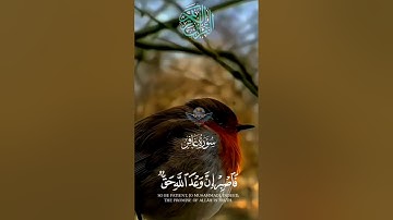 #قرأن _كريم#فلسطين #دعاء#أحداث_الساعة #المغرب#غزة_العزة#مصحف_التجويد #الجزيرة #الجميع #العلم #الصبر