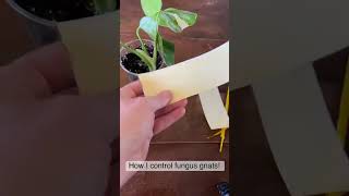 This is the best method I’ve found to control fungus gnats