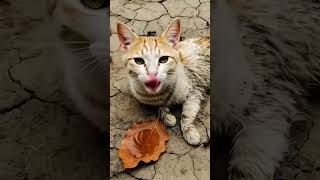 #love #dreambig #toyfactory #toyfactory #trains #trains #beach #beach #fory #cover 🤲🤲🤲🤲🤲