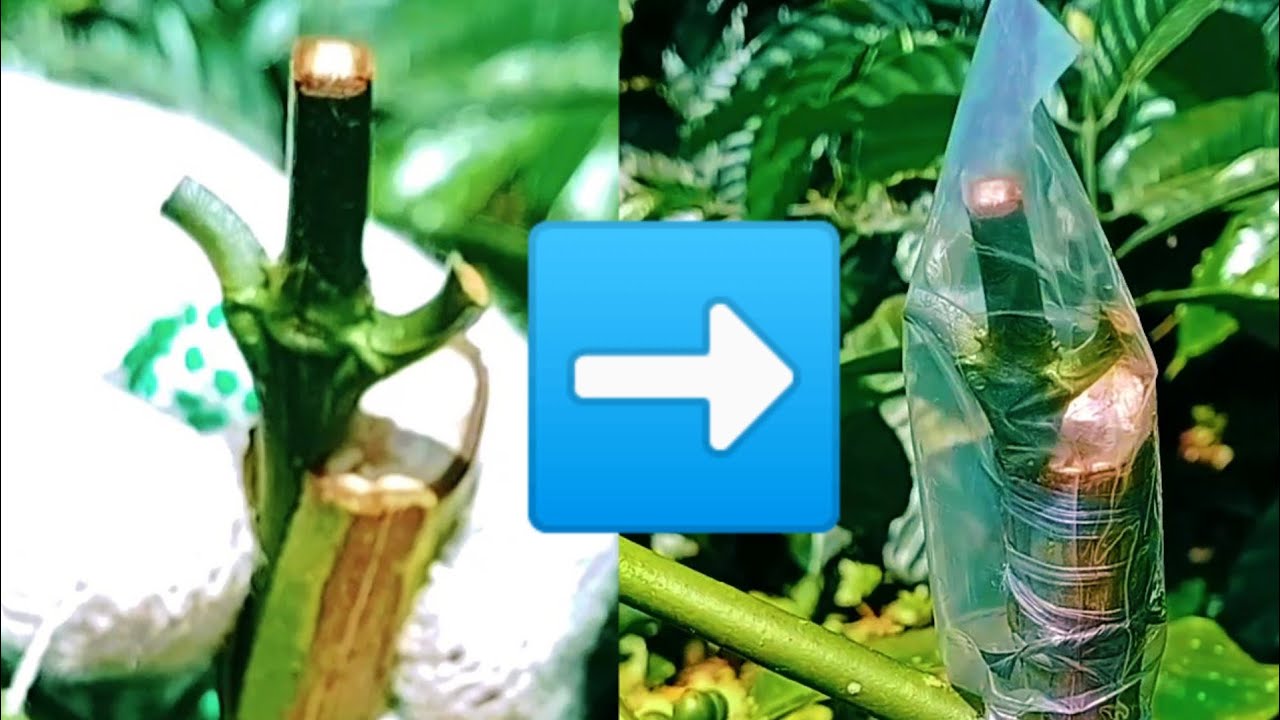 Cara stek sambung kopi||dua cara stek kopi terbaik