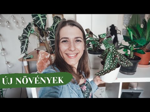 Videó: Stapelia - Gyönyörű és Eredeti Nedvdús Növény Díszíti Az Ablakpárkányt