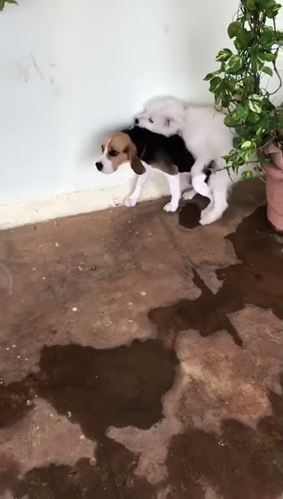 Gay dogs