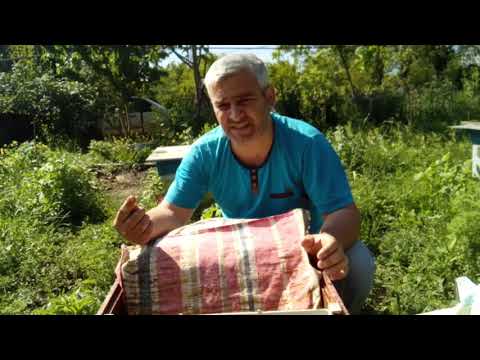 Video: Qışlayan Süd Otu Bitkiləri - Süd otu bitkilərinə qış baxımı haqqında məlumat əldə edin