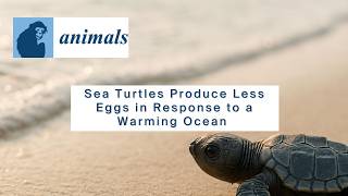Sea Turtles Produce Less Eggs in Response to a Warming Ocean