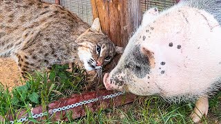 BOBCAT RUFUS BECOME FRIENDS WITH A PIG / Kitten rests with lynxes