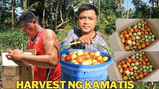 PANGALAWANG HARVEST NG KAMATIS SALAMAT SA PAGTANGKILIK NG AKING PRODUCKTO