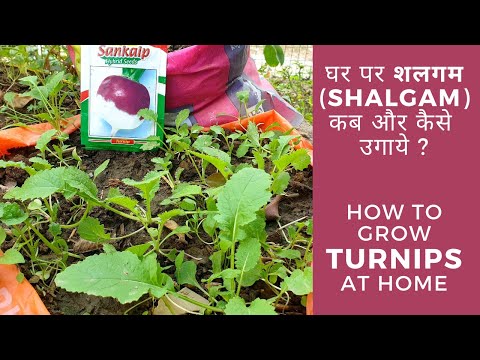 वीडियो: शलजम के पौधे को कब पतला करें?