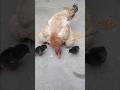 #shorts #short #birds #pets #dailyvlog #hens #aseelmurga #chicken #pigeon #kabutar #viral #youtube .