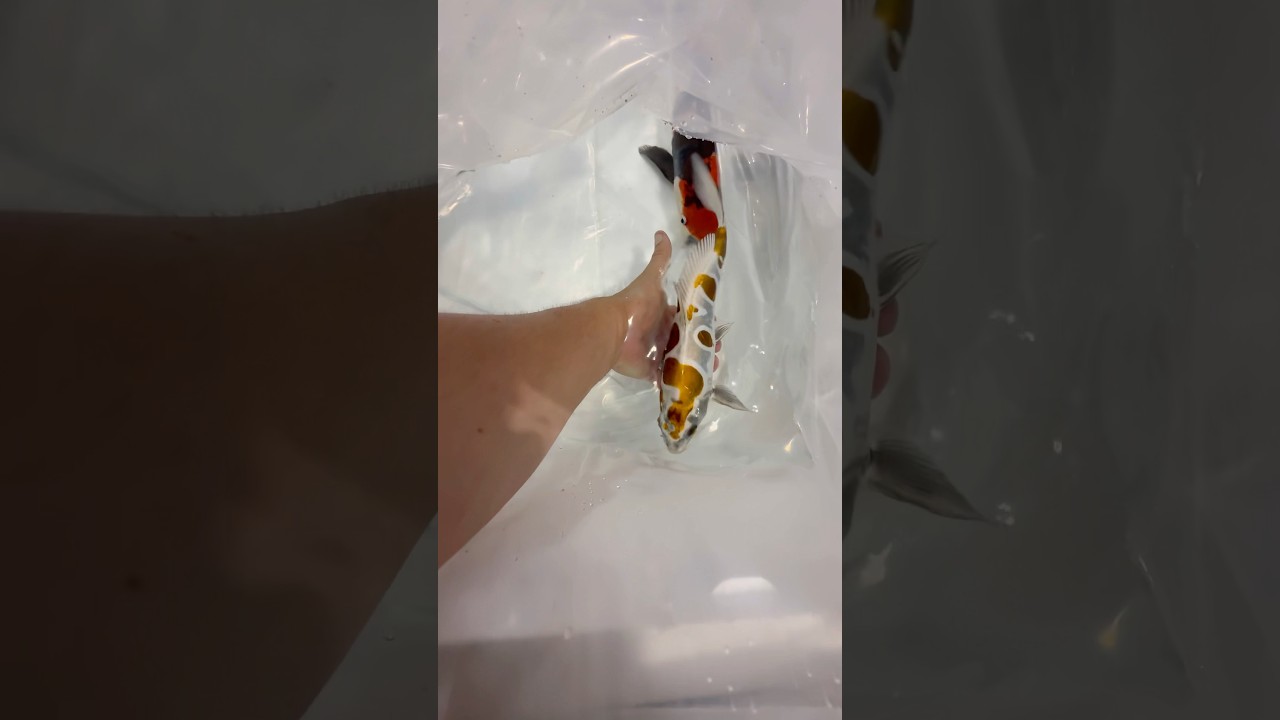 Эти кои 🔥🔥🤩🥵 