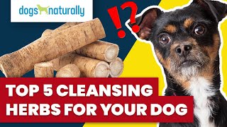 Top 5 Cleansing Herbs For Your Dog