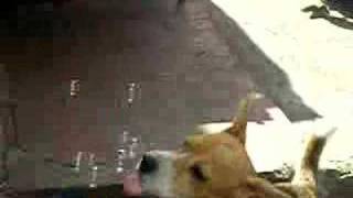 Dog eating SOAP bubbles