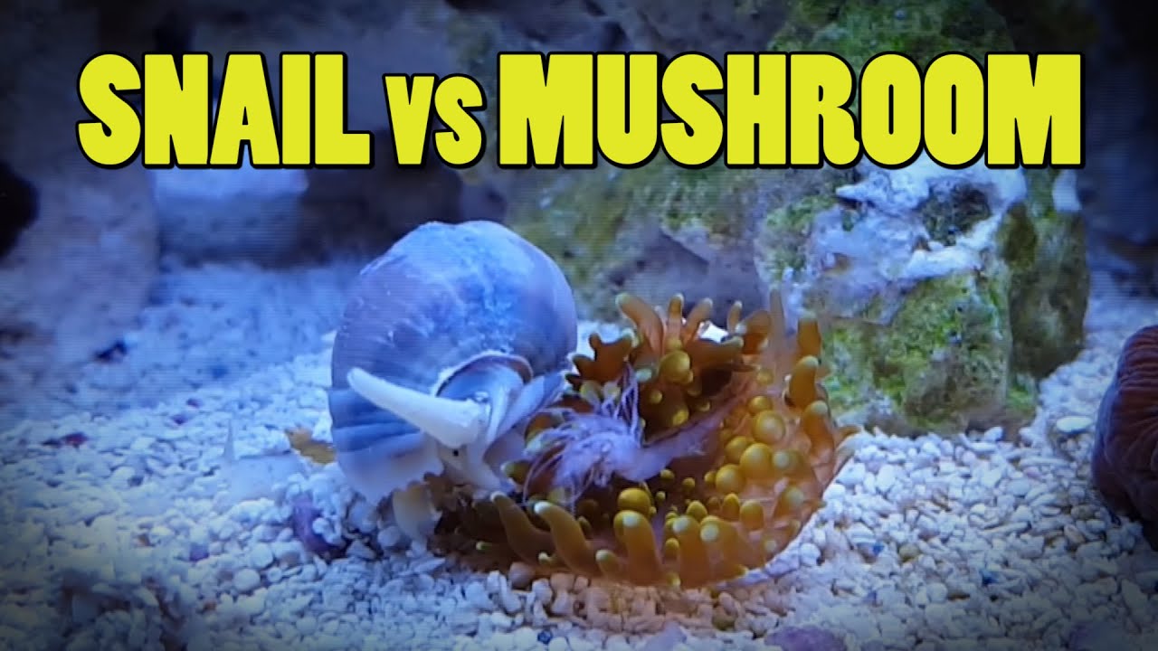 CORAL WARS: Nassarius Snail vs Ricordea Yuma Mushroom | BLUE DAMSEL