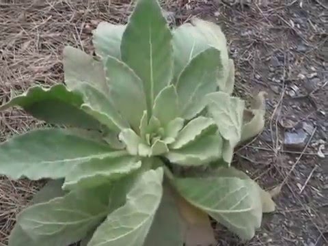 Vidéo: Utilisations des herbes de molène : Comment utiliser les plantes de molène dans le jardin