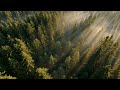 Forest Sounds for Sleep - 3 Hours of Birds Chirping and Nature