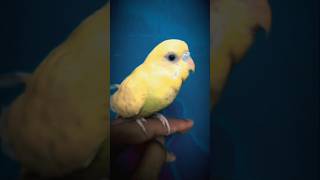 🥰Parrot lover 😍 parrot 🦜 so cute budgie parrot 🦜
