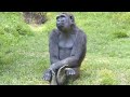 The funniest monkeys  best compilation