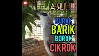 Trucuk Burak barik borok cikrok, suara ini yang kalian cari..!!!