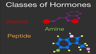 Physiology: Classes of Hormones (Steroid, Peptide, and Amine) Brief Overview!