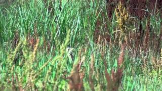 Bittern at RSPB Saltholme
