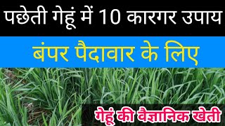 पछेती गेहूं में ज्यादा उत्पादन लेने के लिए यह काम करें/गेहूं की खेती/ wheat farming /pacchoti gehu