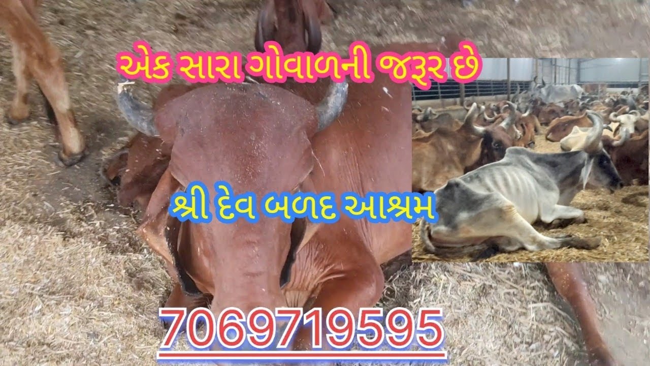 ગોવાળની ખાસ જરૂર છે #villagevlog #vlog 