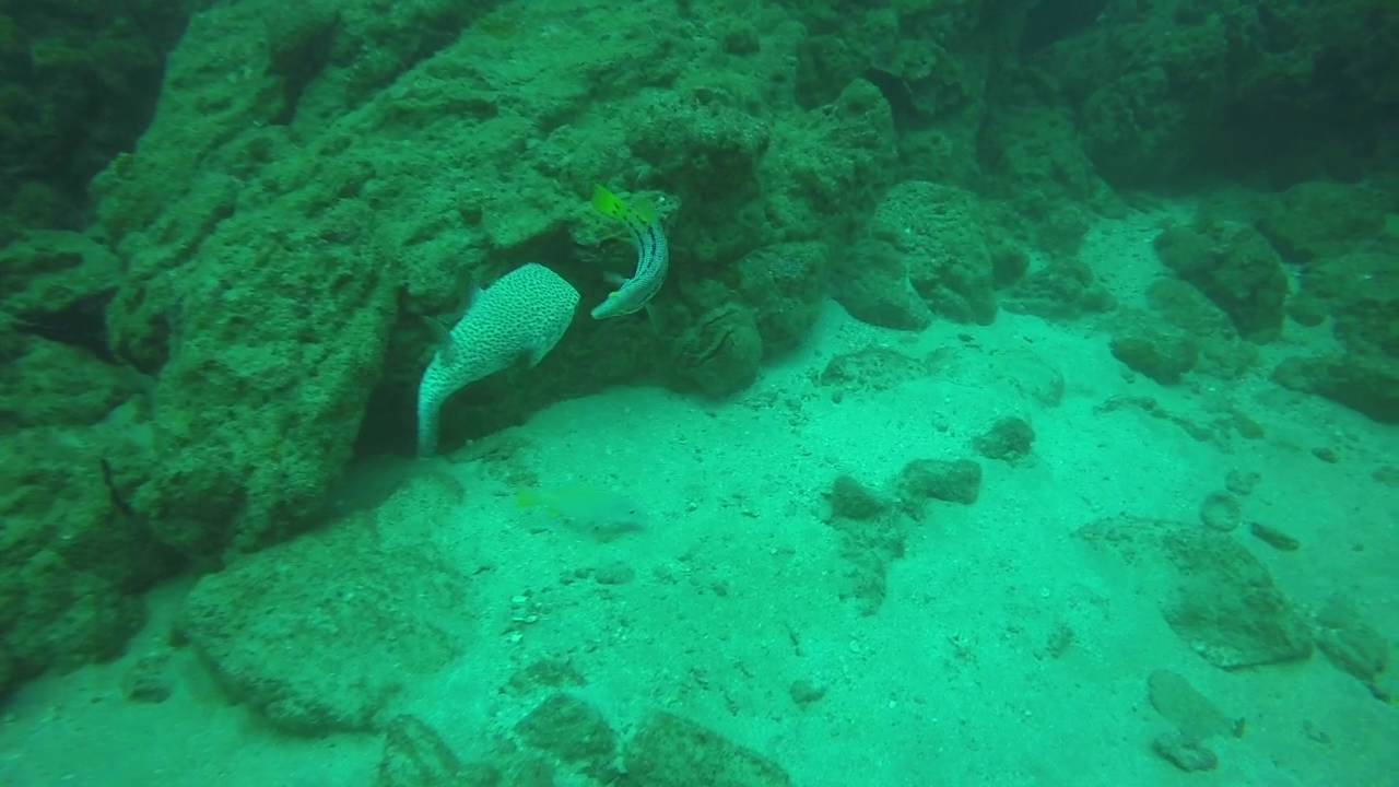 Isla del Cano, Costa Rica