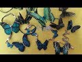 "DIY" Tutorial Mariposas 3D Con Resina