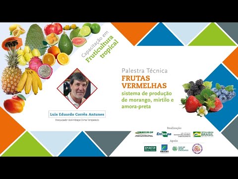 FRUTAS VERMELHAS: sistema de produção de morango, mirtilo e amora-preta