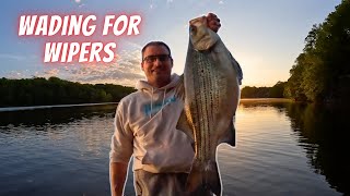 Casting Live Shad for Giant Wipers In Shallow Water (Biggest of the Year)