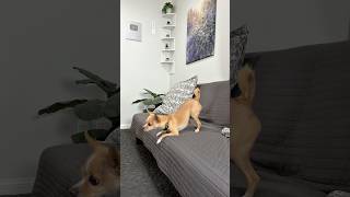 Epic the Chihuahua working on bow from down
