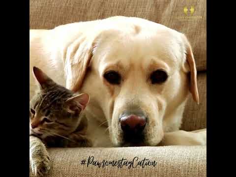 Pet Friendly And Smoking Hotels