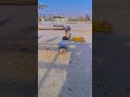 🕊️😱 kabutar #viral